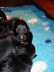 Darcy / Justy pups 26 juni 2011